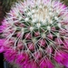 mammillaria backenbergiiana.v.ernsti  -albispina