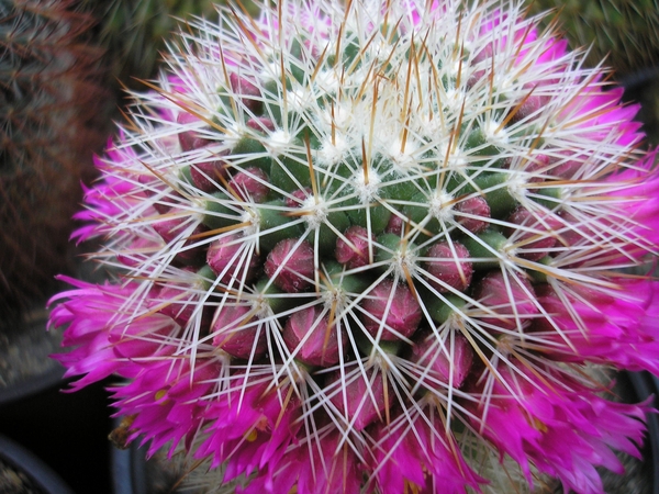 mammillaria backenbergiiana.v.ernsti  -albispina