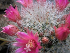 mammillaria bocasana.v. roseiflora