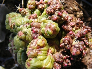 mammillaria bocasana  ( fred )