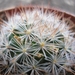 mammillaria brachytrichon