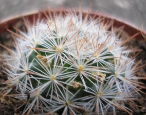 mammillaria brachytrichon