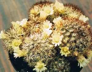 mammillaria buxbaumeriana