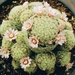 mammillaria giselea