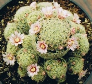 mammillaria giselea