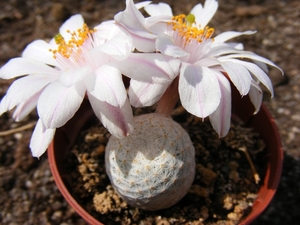 mammillaria herrerae . v . albiflora