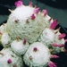 mammillaria humboldtii