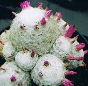 mammillaria humboldtii