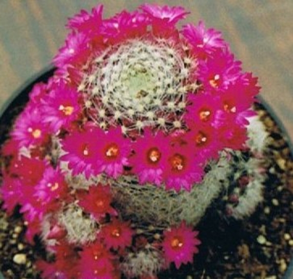 mammillaria laui.v.dasycantha