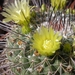 MAMMILLARIA LINDSAYi