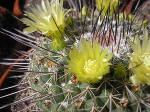 MAMMILLARIA LINDSAYi