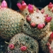 mammillaria matudea