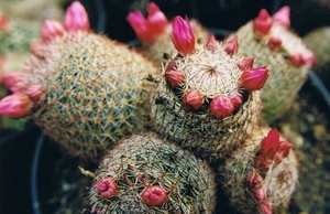 mammillaria matudea