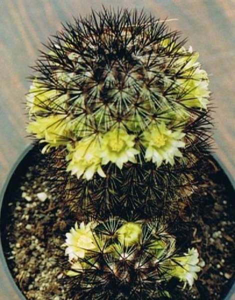 mammillaria microhelia