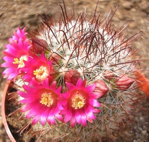 mammillaria mitlensis  p 327