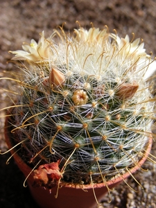 mammillaria monancisracantha