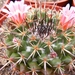 mammillaria multiseta