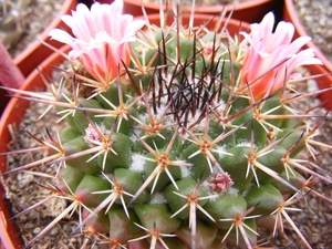 mammillaria multiseta