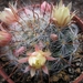 mammillaria nana