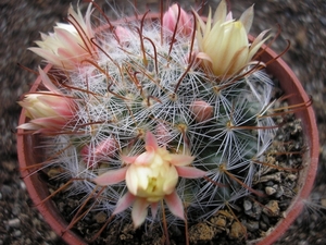 mammillaria nana