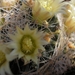 MAMMILLARIA PICTA