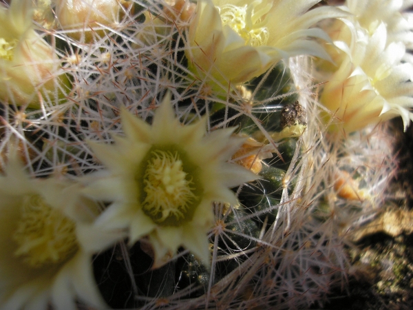 MAMMILLARIA PICTA