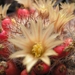 mammillaria profiera.v.texana