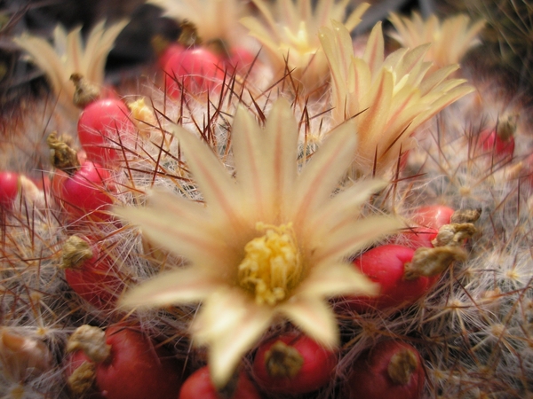 mammillaria profiera.v.texana