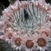 mammillaria ritteriana   pink