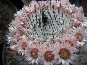 mammillaria ritteriana   pink