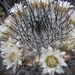 mammillaria ritteriana white