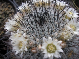 mammillaria ritteriana white