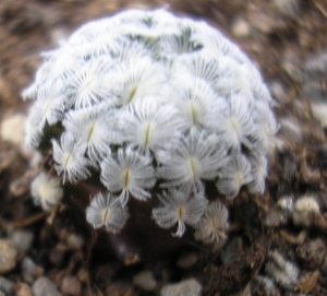 mammillaria sanches-mebrda