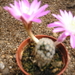 mammillaria theresae   pink