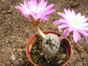 mammillaria theresae   pink