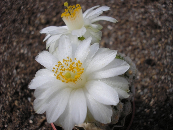 mammillaria theresae -white