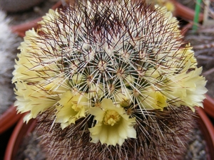 mammillaria. buxbaumeriana