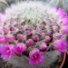 mammillaria. carmenea