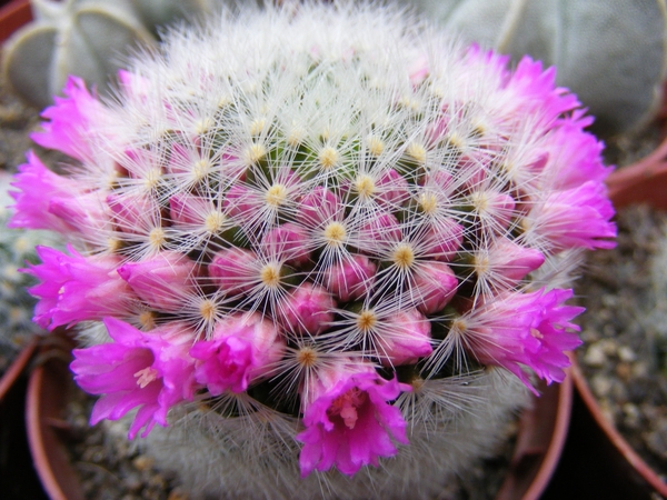 mammillaria. carmenea