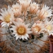 mammillaria. gasseriana         stella de taqubaya