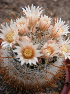 mammillaria. gasseriana         stella de taqubaya