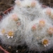 mammillaria. glassii . v . sibericensis