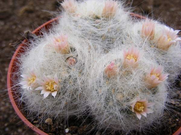 mammillaria. glassii . v . sibericensis