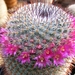 mammillaria. haageana