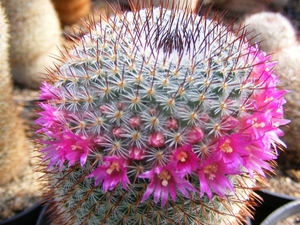 mammillaria. haageana