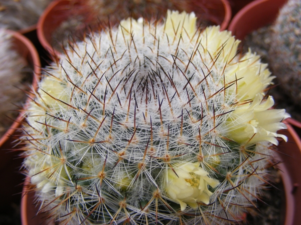 mammillaria. halbingeri       white