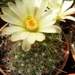 mammillaria. heidiae