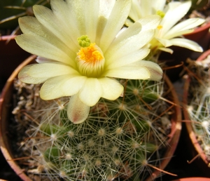 mammillaria. heidiae