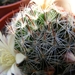 mammillaria. mathildae