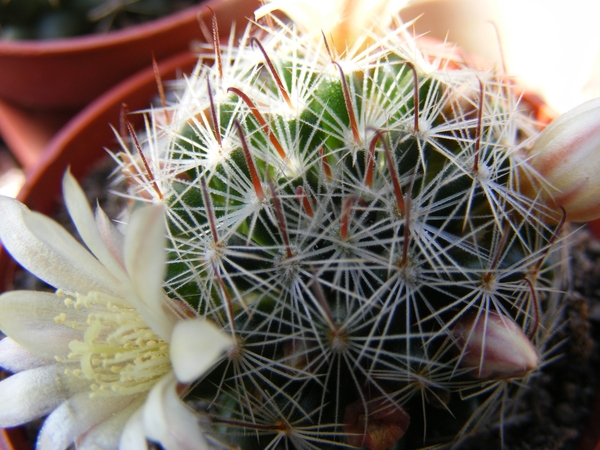 mammillaria. mathildae